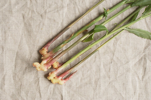 葉生姜 Shizenha 葉生姜 Shizenha