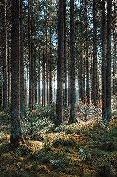 Schwarzwald Wandbild mit hohen Baumstämmen und ruhiger, strukturierter Waldatmosphäre. Schwarzwald Waldlandschaft als Wandbild für Büros und Hotels in Deutschland