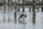 Dolphin Cove Marina Bird