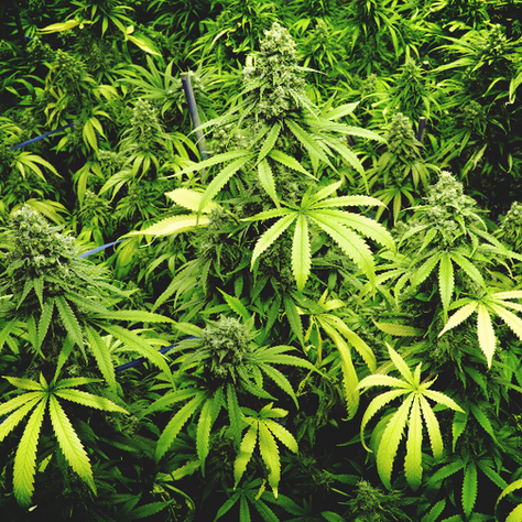 CBD - A superfood or just bush weed?