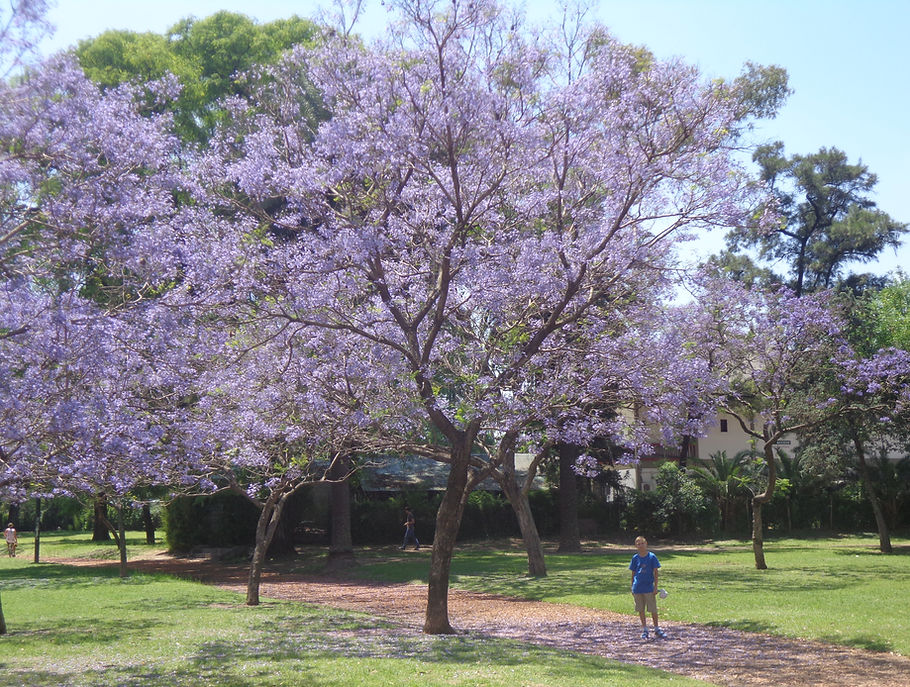 jacaranda-guide-buenos-aires- (6).JPG