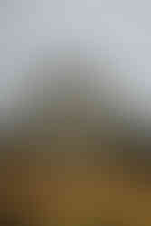 Engagement session in Rawlings Conservatory greenhouse