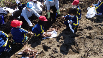 【つきくみ/お芋掘り＠古河園⭐】