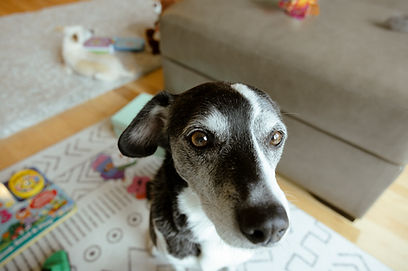 a black and white dog looks past the camera