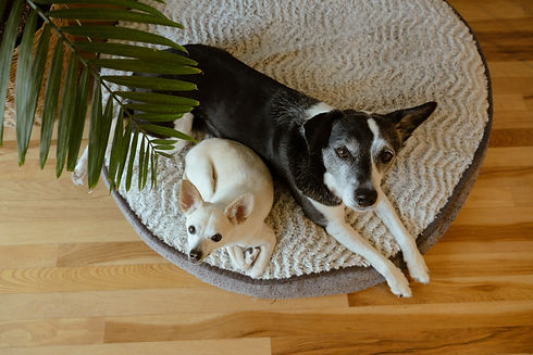 two dogs look up at the camera