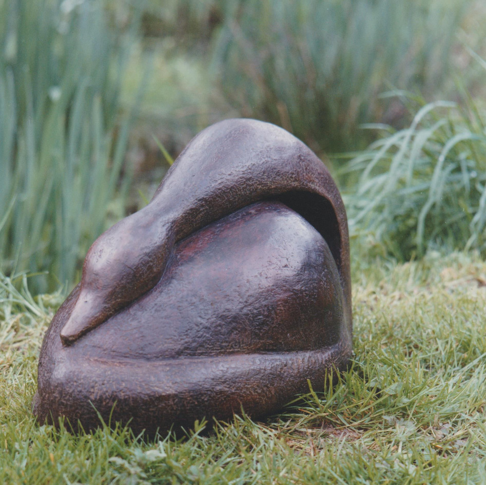 Swan front view