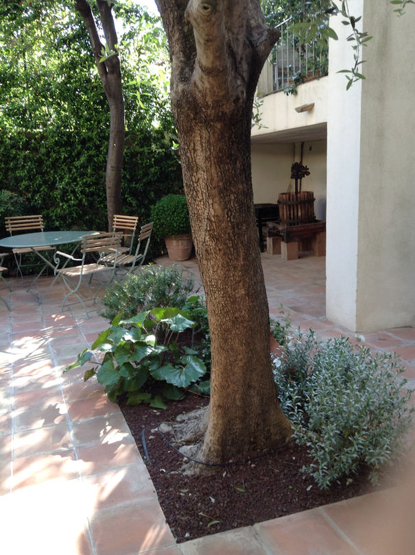 jardin 2.jpeg