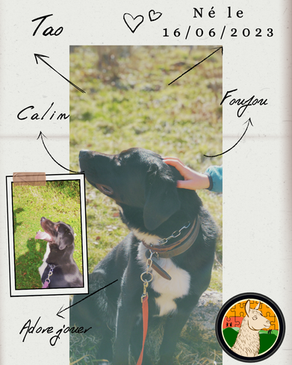 Présentation des animaux chez Savoir Terre Vosges