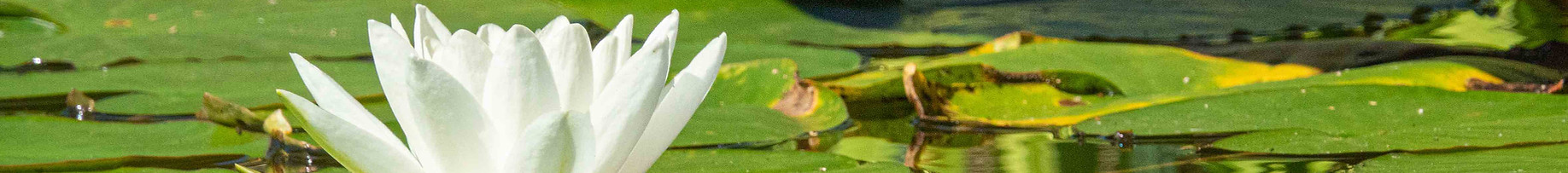 Photo HD jardin de Bonnegoutte 2020-25.jpg