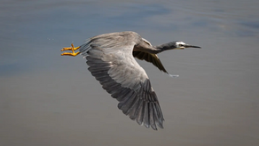 2025/26 Waimakariri Nature Photo Competition winners
