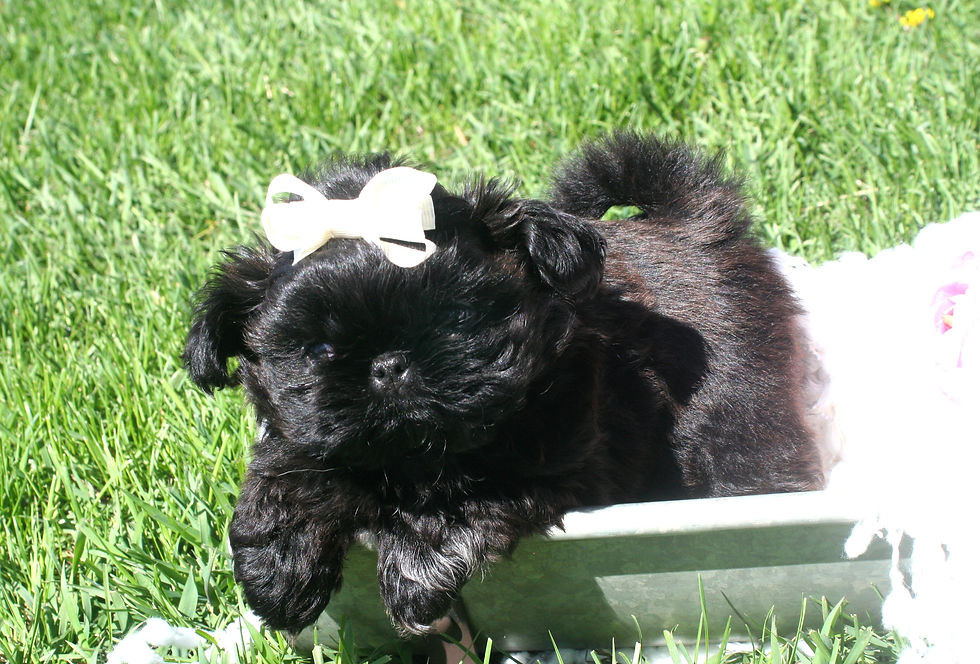 Vinnie 1