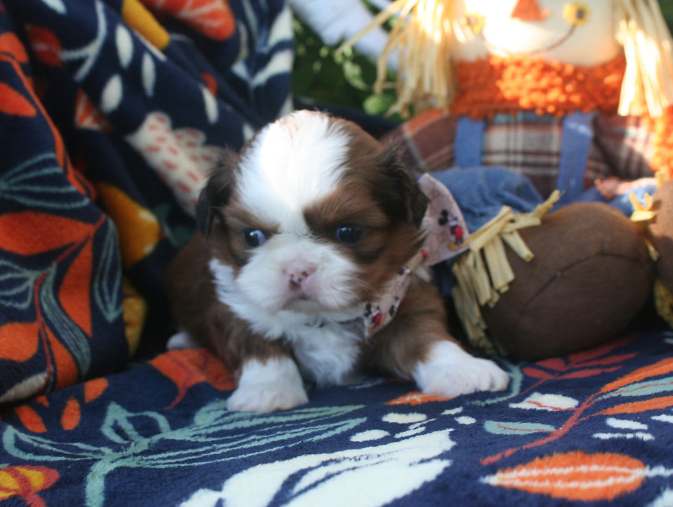Oliver 3