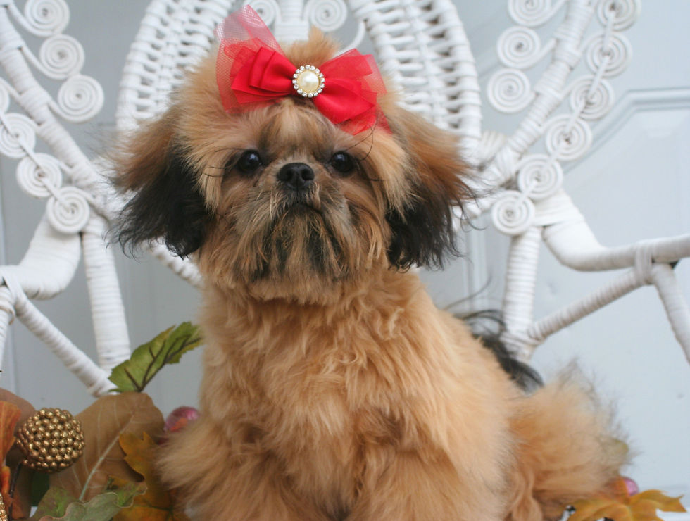 Buttercup 1