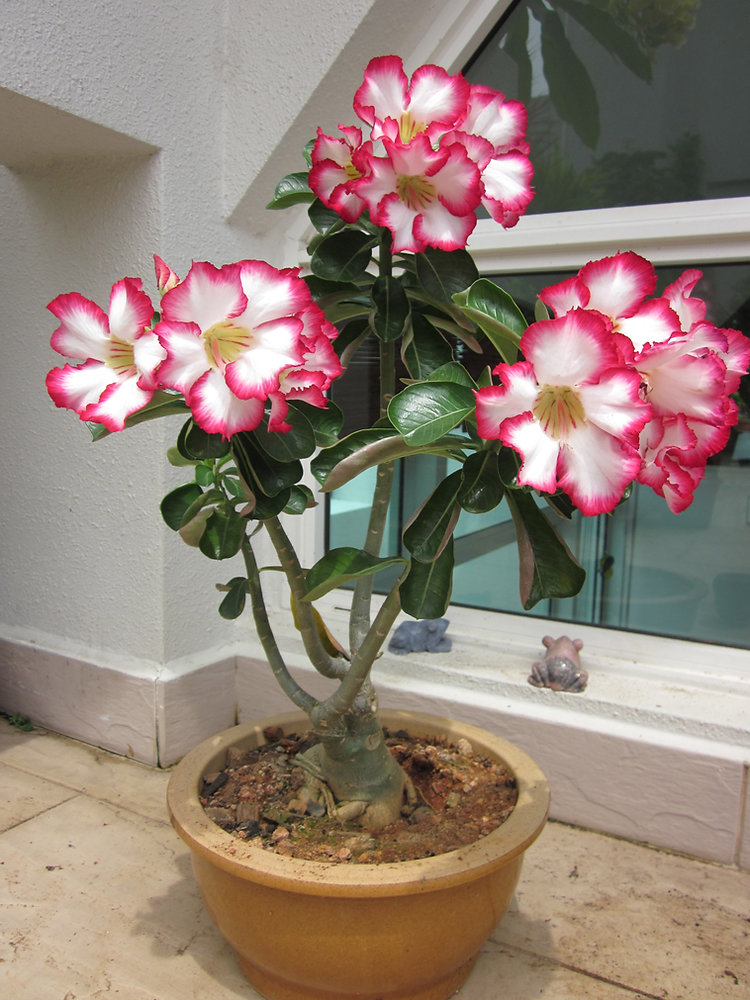Como Cultivar a Rosa do Deserto em Vaso