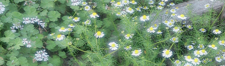 camomile03.jpg