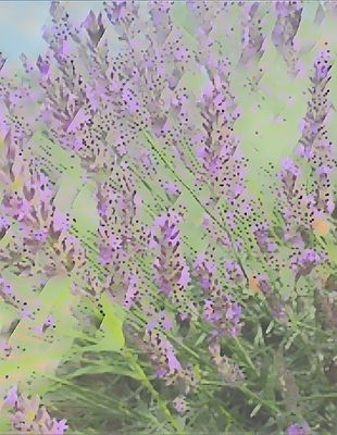 lavender-img.jpg