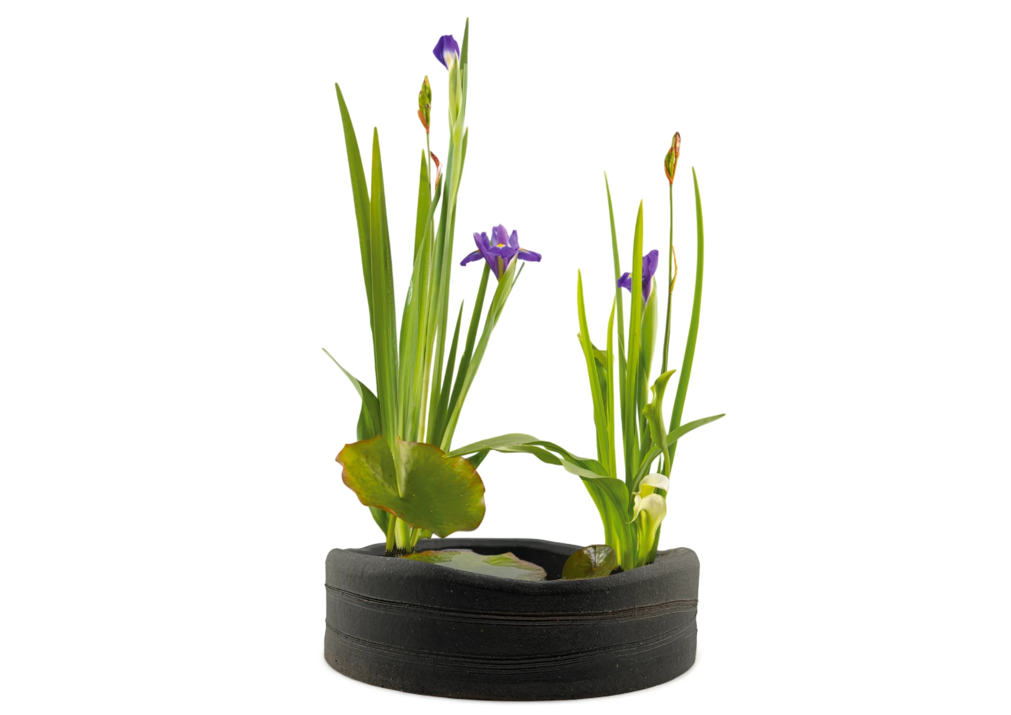 Vaso Ikebana Giapponese In Ceramica Con Rana Portafiori In Acciaio - Nero Opaco, 16x14x5 Cm - A08