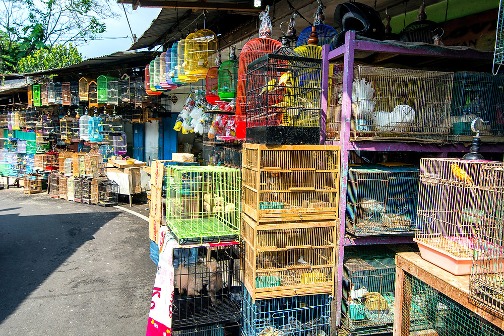 Vogelmarkt in Malang