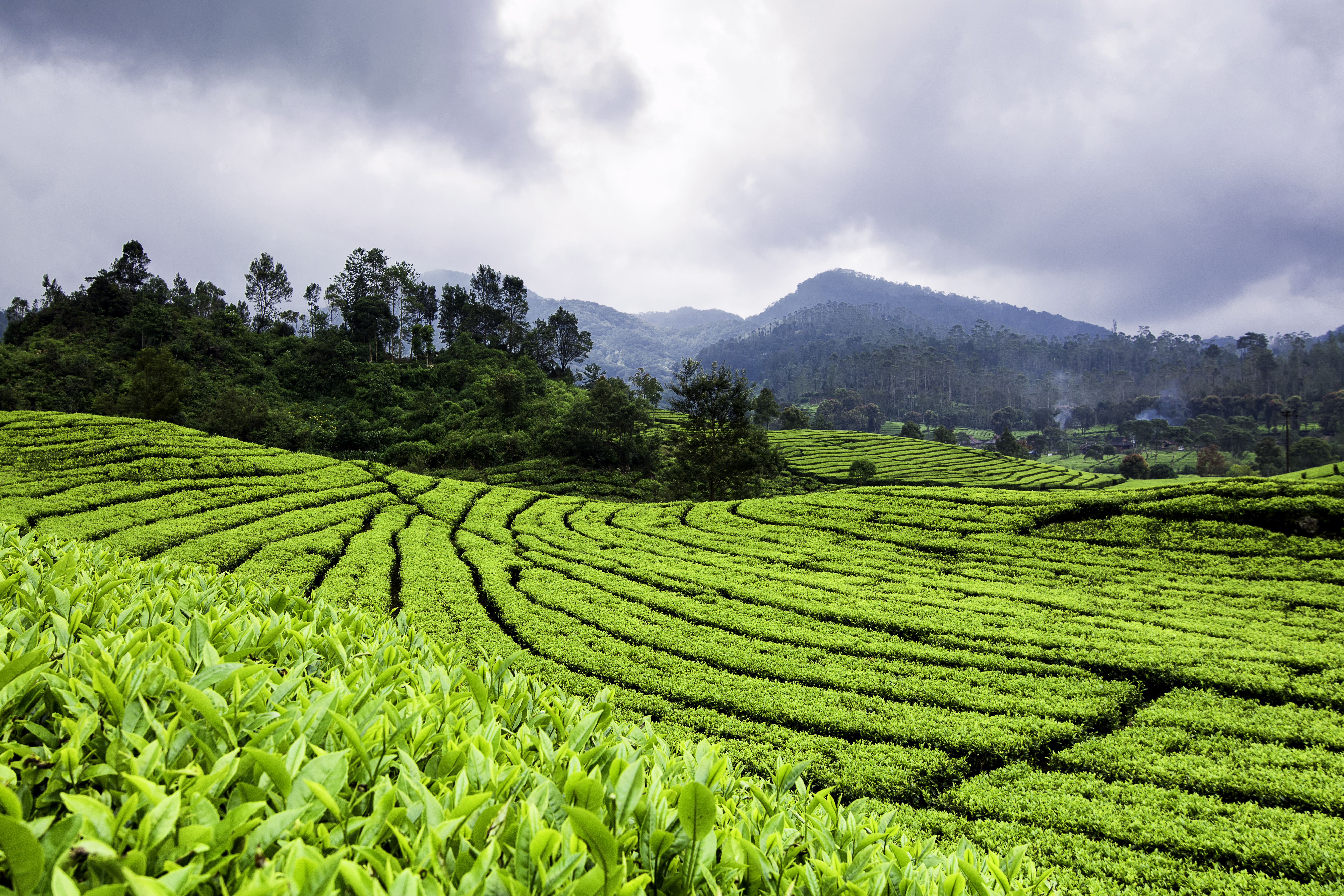 Teeplantage auf Java