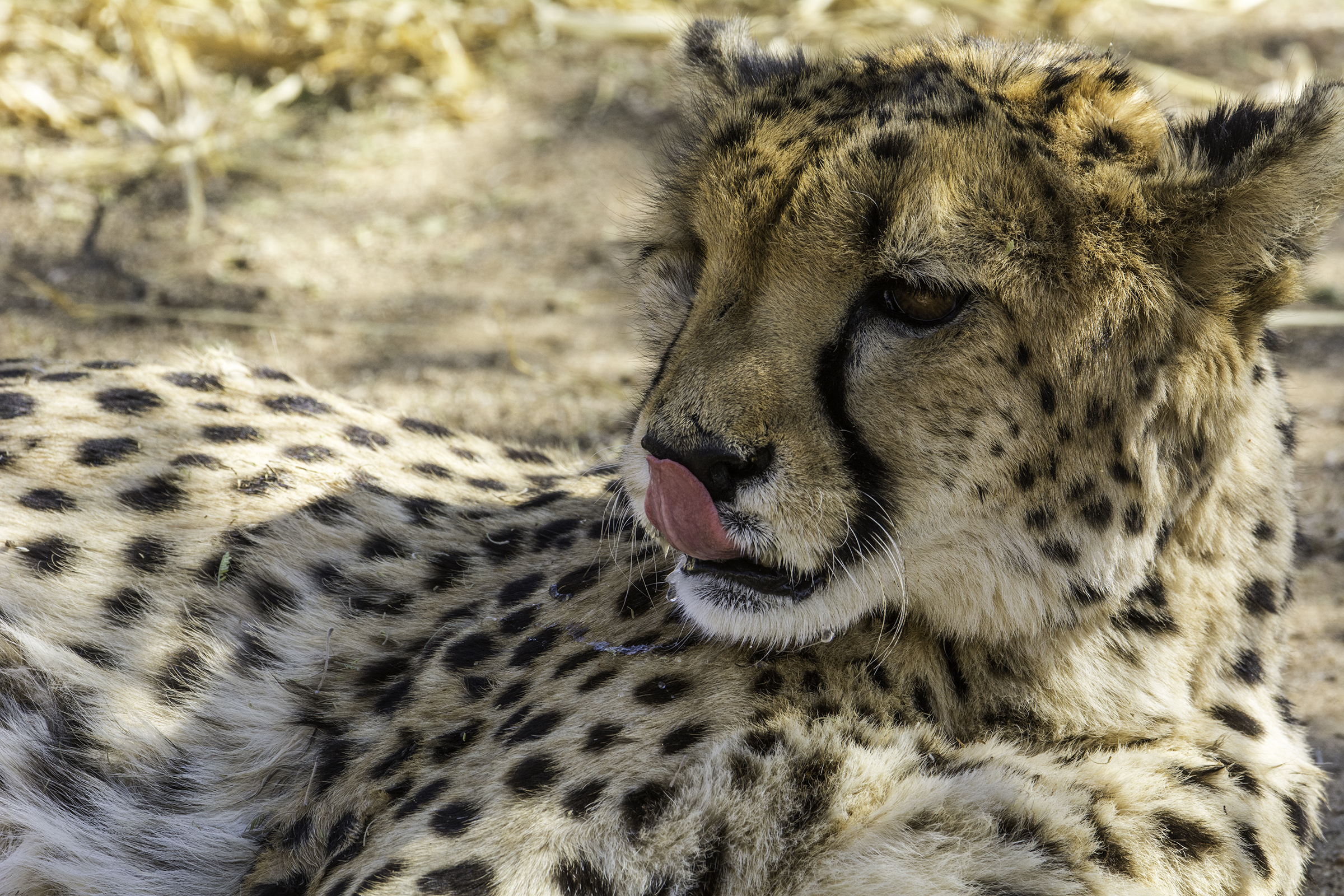 Cheetah Conservation Fund