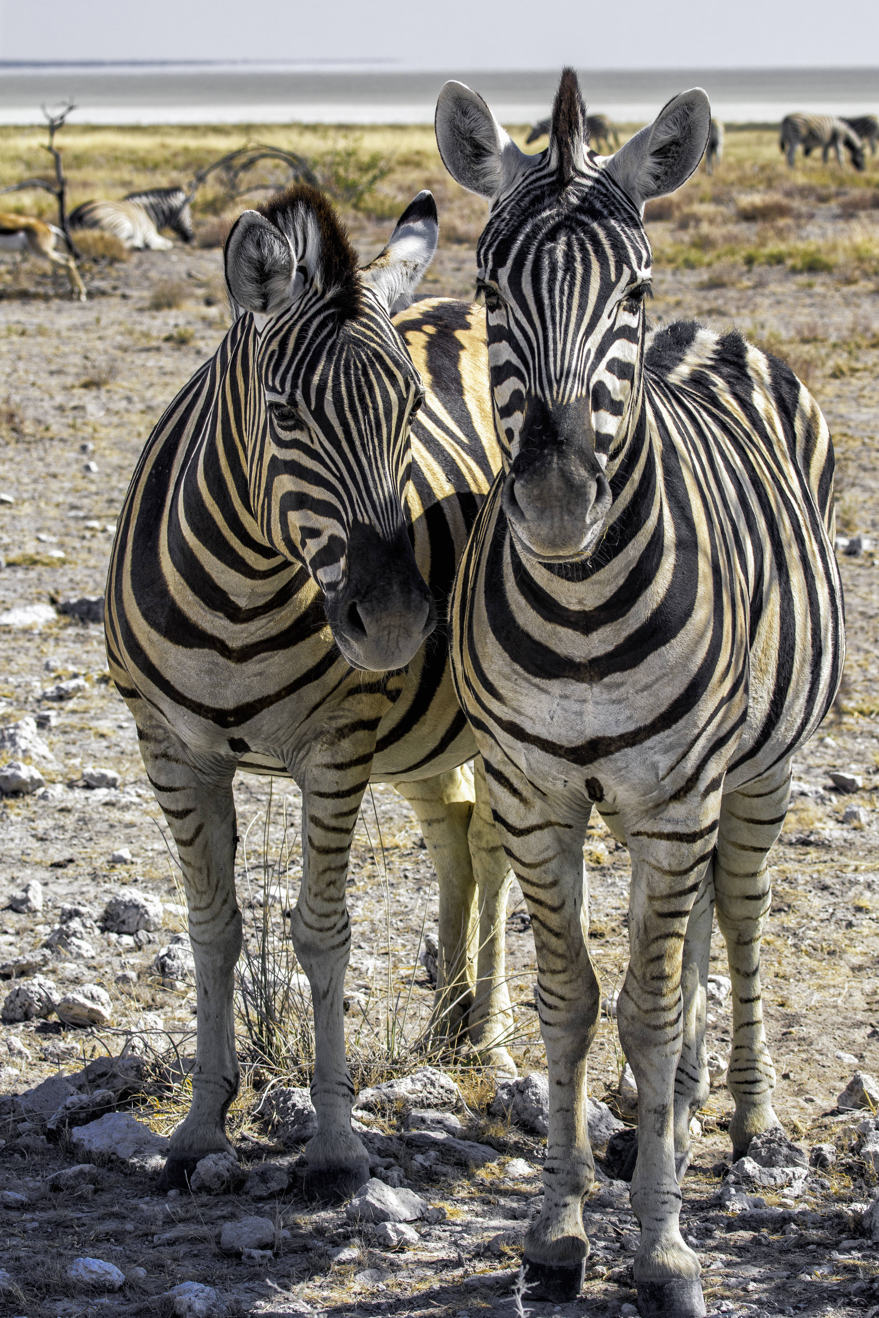 Zebras