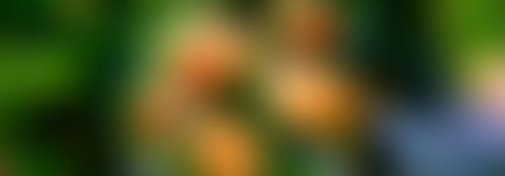 Sustainability - what's our vision?