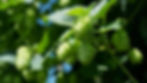 hop-vines-409870.jpg