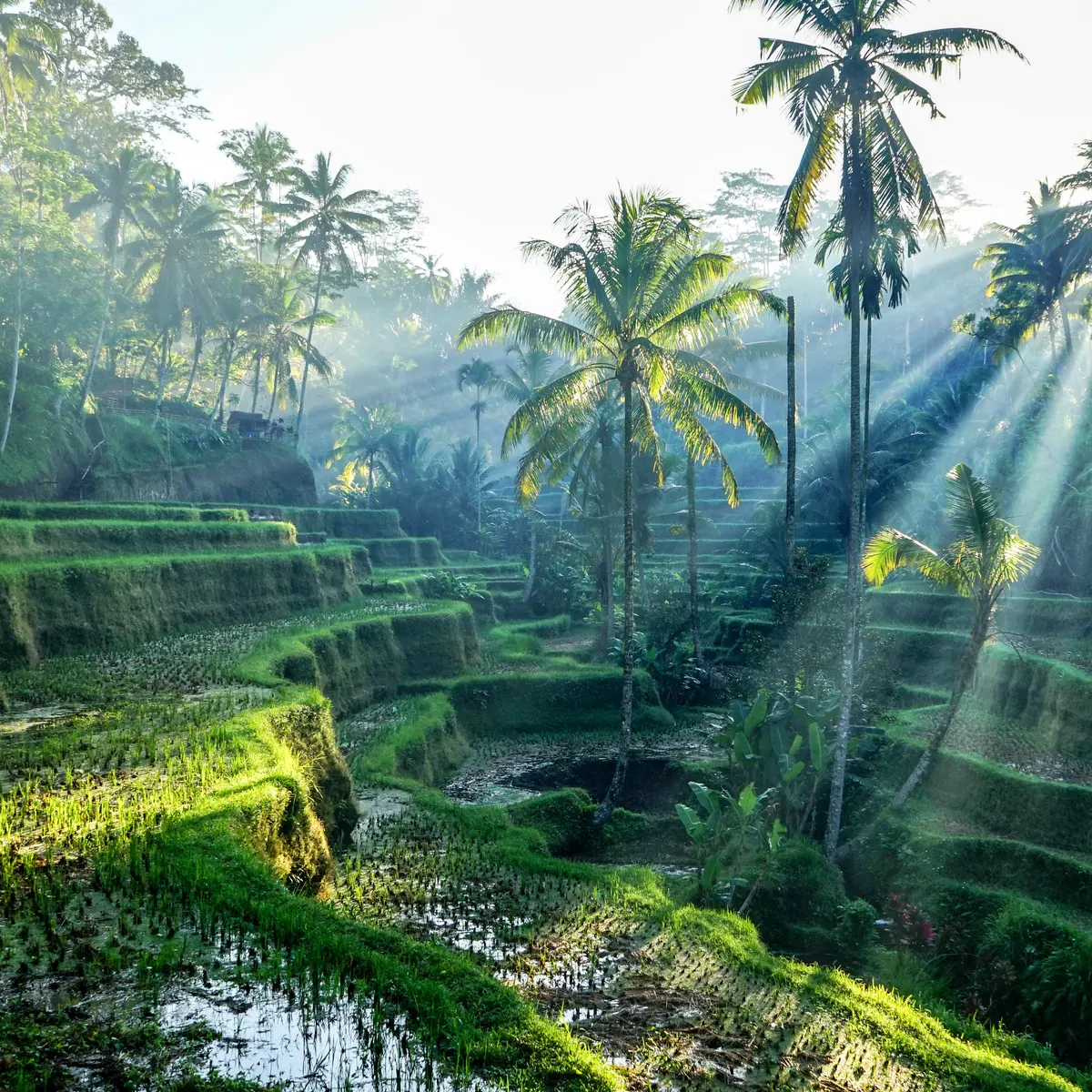 bali pic.webp