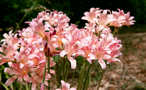 Pink Lillies bloom in the wild.
