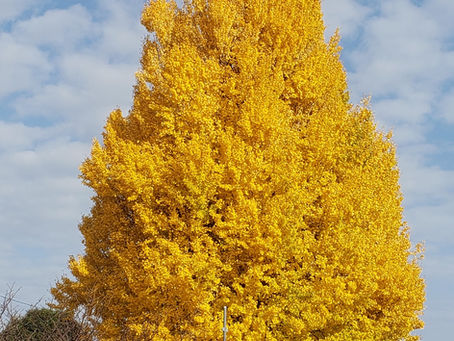 黄金色に輝く大銀杏
