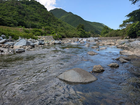 アユの状況確認（三方川・楽里専用区）