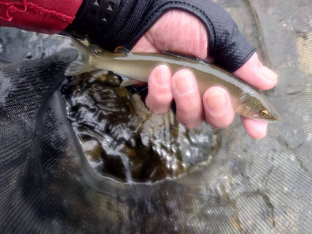 5月26日解禁日の釣果