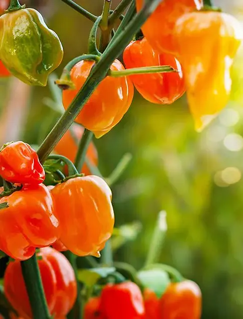 Habanero.webp