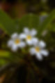 flower-8177578_1920.jpg