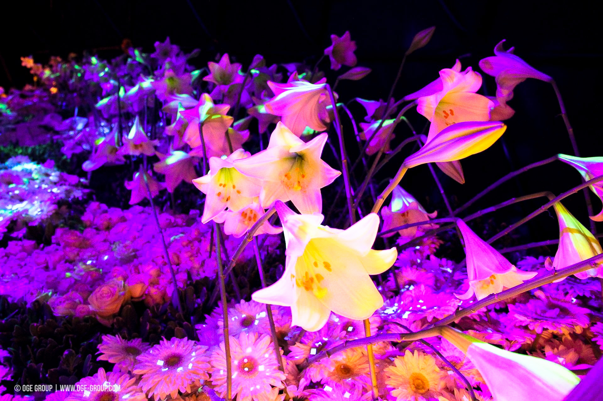 OGE-Flower-Show-Secret-12