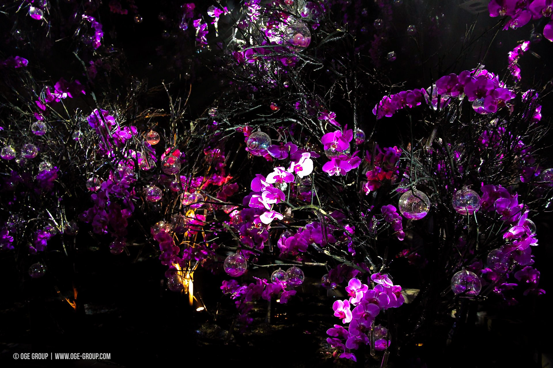 OGE-Flower-Show-upside-16