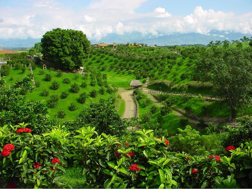 Eje Cafetero Paisaje