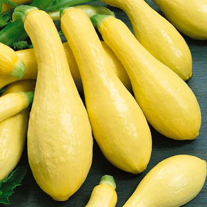 Yellow - Straight Neck Squash