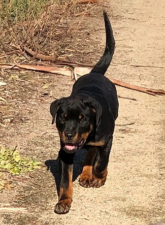 German Rottweiler Puppies