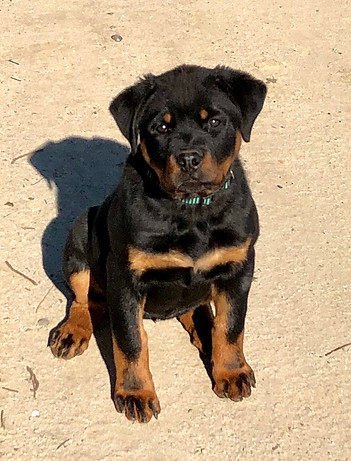 German Rottweiler Puppies