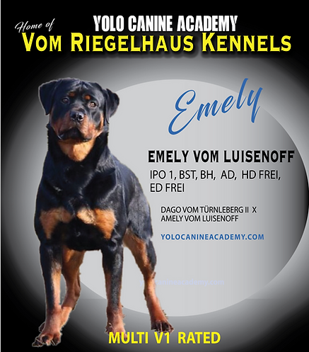 Emely Rottweiler-03.png
