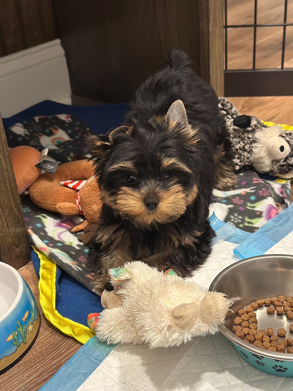 Consistency Wins Championships (and Trains Puppies)