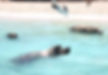 Exuma’s famous Swimming Pigs
