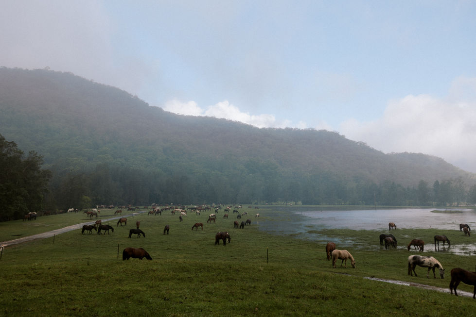 Our Main Mob of Horses