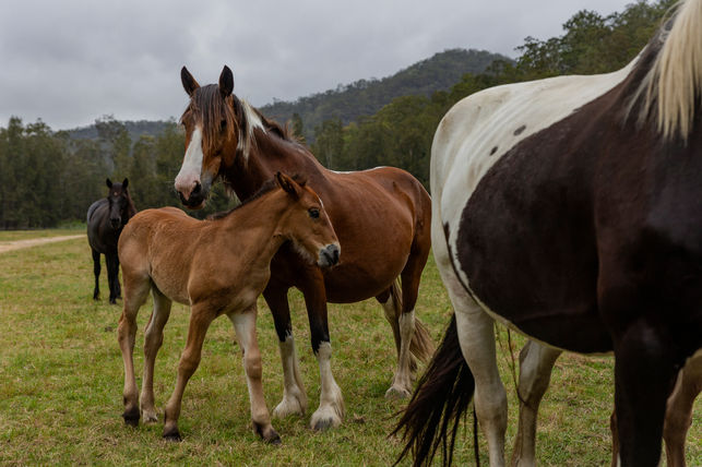 A Mother and Her Foal 