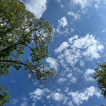 A view looking up, with branches of a maple tree, a blue sky, and a few clouds