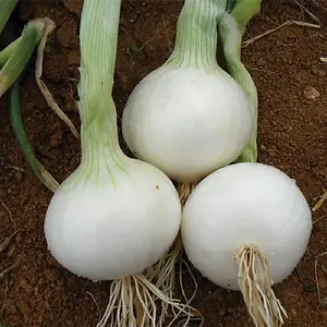 White Onions