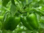 Green Bell Pepper