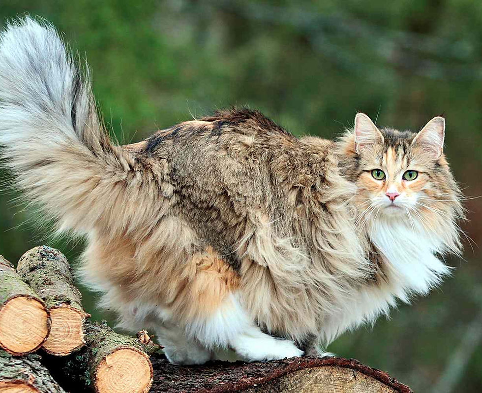 Grooming Norwegian forest cats