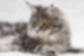 maine coon2.jpg
